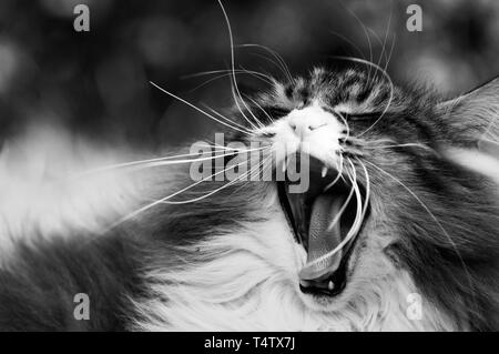 Beautiful norwegian forest cat yawning in a monochrome image. His mouth is open and many long whiskers are all around his nose Stock Photo