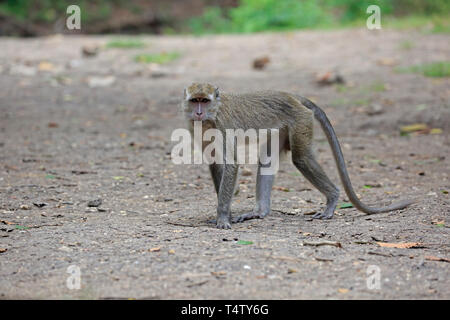 Long-tailed Macaque on Komodo Island Indonesia Stock Photo