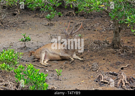 Male Timor Deer or Javan Rusa on Rinca Island Indonesia Stock Photo
