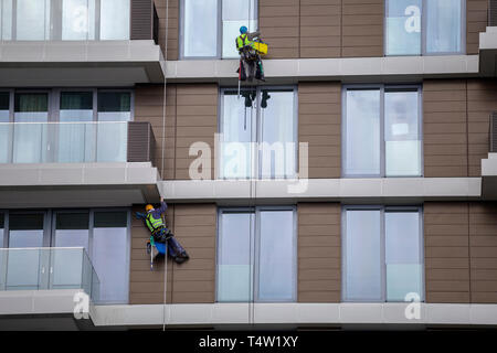 Using rope to clean a high apartment building, steeplejack works. Mountain climber washes windows. Stock Photo