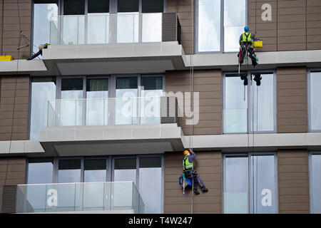Workers using rope to clean a high apartment building, steeplejack works. Mountain climber washes windows. Stock Photo
