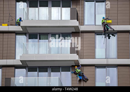 Worker using rope to clean a high apartment building, steeplejack works. Mountain climber washes windows. Stock Photo