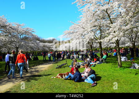 amsterdam park - cherry blossom area with people.spring 2019 Stock Photo