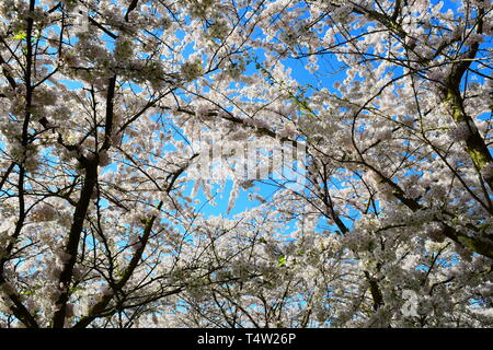 amsterdam city park - white cherry blossom tree.spring 2019 Stock Photo