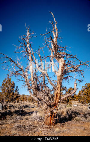 Dry rotten trees at Inyo National Forest in the Sierra Nevada Stock Photo