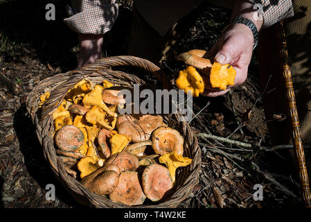 Bolataire, mushroom-pickers, with mushrooms. Pineda de Mar. Catalunya. Spain Stock Photo