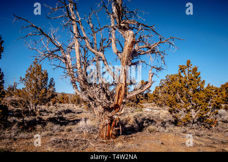 Dry rotten trees at Inyo National Forest in the Sierra Nevada Stock Photo