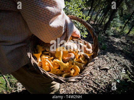 Bolataire, mushroom-pickers, Pineda de Mar. Catalunya. Spai Stock Photo