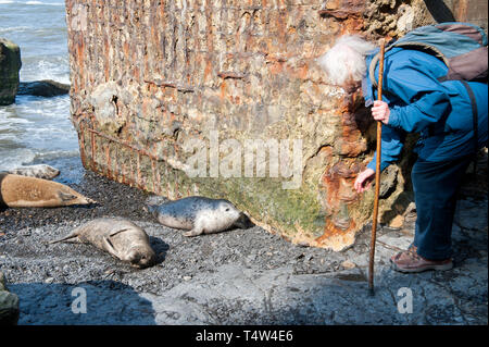 Elderly couple watching the seals at Ravenscar, North Yorkshire, UK Stock Photo