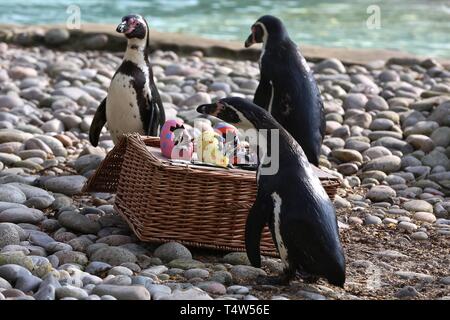Easter Treats at ZSL London Zoo 18/4/2019 Stock Photo