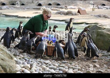 Easter Treats at ZSL London Zoo 18/4/2019 Stock Photo