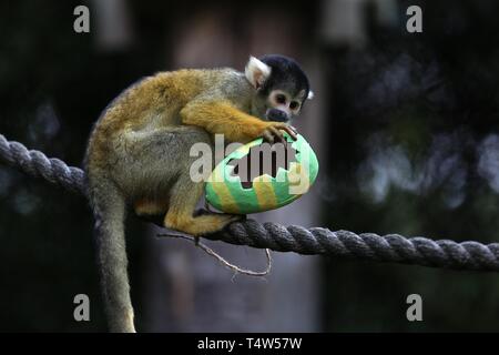 Easter Treats at ZSL London Zoo 18/4/2019 Stock Photo