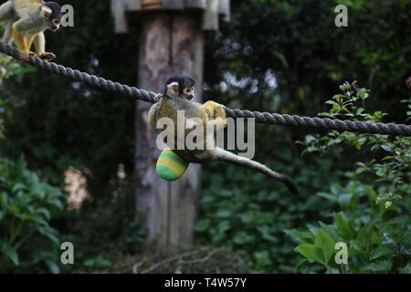 Easter Treats at ZSL London Zoo 18/4/2019 Stock Photo