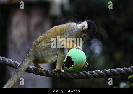 Easter Treats at ZSL London Zoo 18/4/2019 Stock Photo