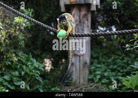 Easter Treats at ZSL London Zoo 18/4/2019 Stock Photo
