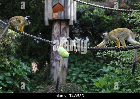 Easter Treats at ZSL London Zoo 18/4/2019 Stock Photo
