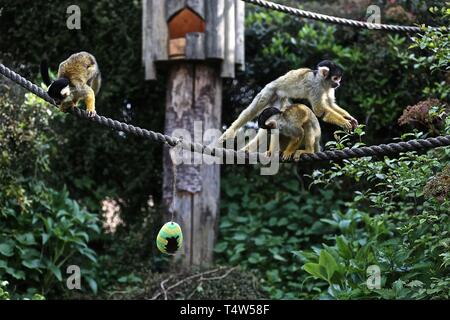Easter Treats at ZSL London Zoo 18/4/2019 Stock Photo