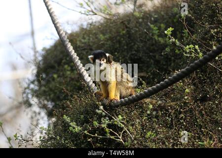 Easter Treats at ZSL London Zoo 18/4/2019 Stock Photo