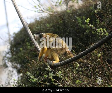 Easter Treats at ZSL London Zoo 18/4/2019 Stock Photo