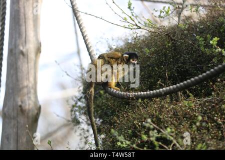 Easter Treats at ZSL London Zoo 18/4/2019 Stock Photo