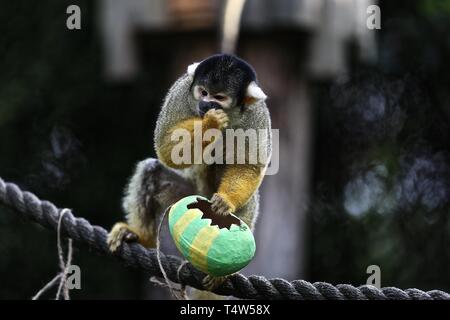 Easter Treats at ZSL London Zoo 18/4/2019 Stock Photo