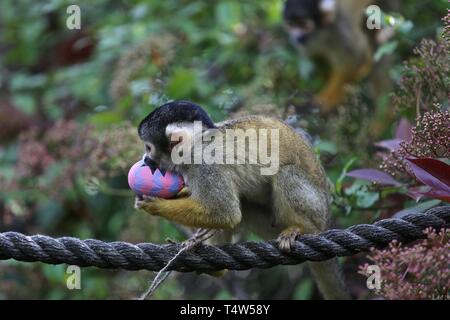 Easter Treats at ZSL London Zoo 18/4/2019 Stock Photo