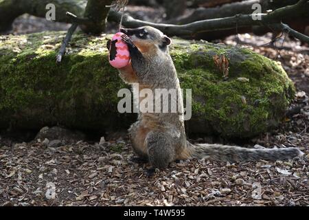 Easter Treats at ZSL London Zoo 18/4/2019 Stock Photo