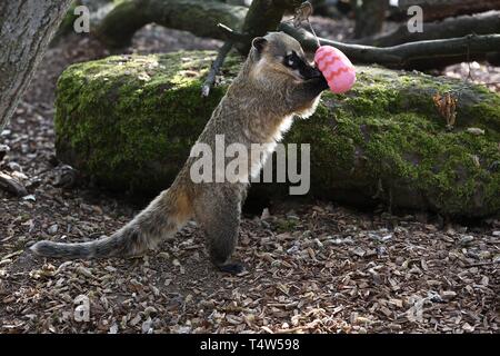 Easter Treats at ZSL London Zoo 18/4/2019 Stock Photo