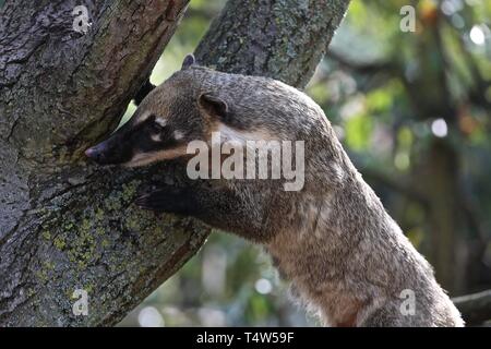 Easter Treats at ZSL London Zoo 18/4/2019 Stock Photo