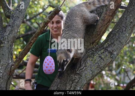 Easter Treats at ZSL London Zoo 18/4/2019 Stock Photo