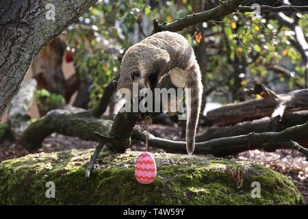 Easter Treats at ZSL London Zoo 18/4/2019 Stock Photo