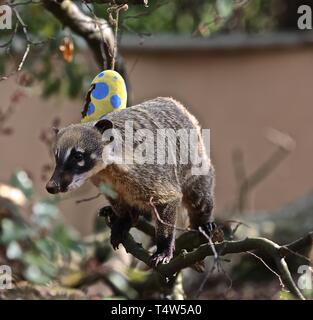 Easter Treats at ZSL London Zoo 18/4/2019 Stock Photo