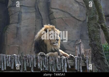 Easter Treats at ZSL London Zoo 18/4/2019 Stock Photo