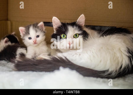 cat with her kittens in a box Stock Photo