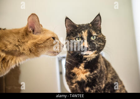 cat meeting a new cat in the home Stock Photo