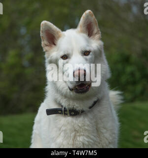 white shepherd Stock Photo