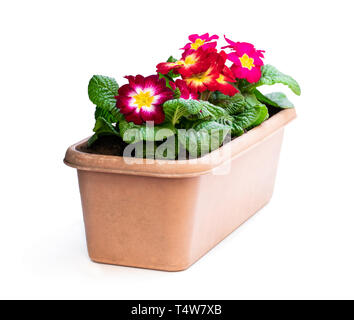 Colorful  Primulas in rectangular pot isolated on white Stock Photo