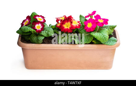 Colorful  Primulas in rectangular pot isolated on white Stock Photo