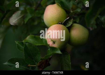 cluster of green apples on tree in apple orchard Stock Photo