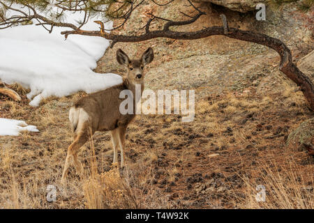 Mule Deer (Odocoileus hemionus) in the snow Stock Photo