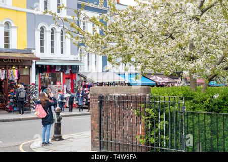 Asian tourist taking photos of blossom on a cherry tree in Portobello Road, Notting Hill, London Stock Photo