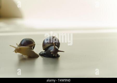 Two Achatina snails on the light background. Extreme close-up macro photography of mollusks. Anti-aging slime. Selective fokus Stock Photo