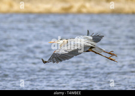 A great blue heron flies low over the water near Hauser Lake, in north Idaho Stock Photo