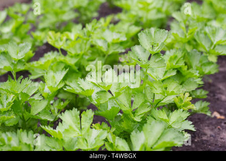 Celery 'Octavius' seedlings in the vegetable garden. Stock Photo