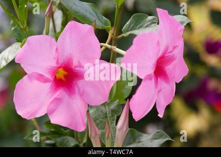 Mandevilla 'Alice du Pont' flowers. Stock Photo