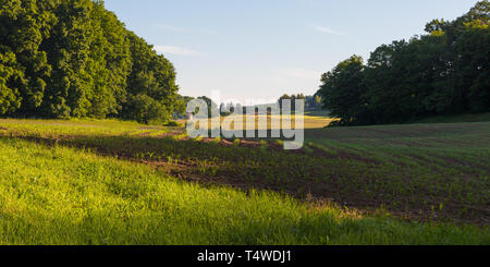 Panorama of new crops growing in rows on small New England farm, Connecticut, USA Stock Photo