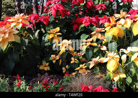 A group of Gold Rush Poinsettias, red Poinsettias, Chili Pepper plants, Cyclamen, ornamental grass and a Sugar Berry Heuchera in dappled sunlight Stock Photo