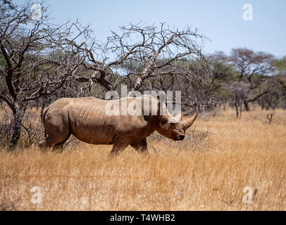 A White Rhinoceros in Southern African savanna Stock Photo