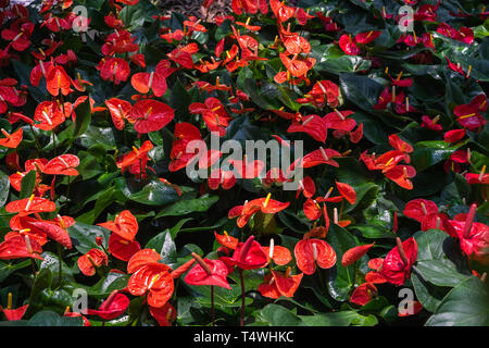 Red anthurium flowes ( tailflower, flamingo flower, laceleaf ) with green leaves. Beautiful vibrant colourful tropical flower palnt nature texture pat Stock Photo