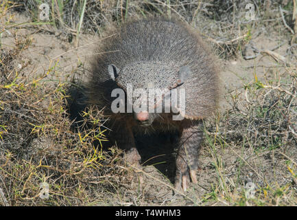Hairy Armadillo (Chaetophractus villosus)  Valdes Peninsula, Patagonia, Argentina Stock Photo